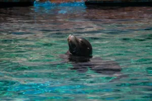 leao-marinho-invade-canoa-durante-corrida-em-monterey-bay,-california,-e-surpreende-atletas