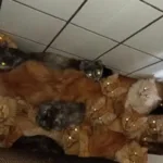municipio-de-concordia-resgata-mais-de-400-gatos-vivendo-em-apartamento-superlotado