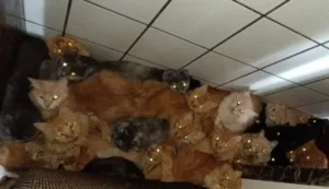 municipio-de-concordia-resgata-mais-de-400-gatos-vivendo-em-apartamento-superlotado