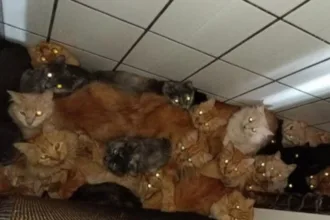 municipio-de-concordia-resgata-mais-de-400-gatos-vivendo-em-apartamento-superlotado