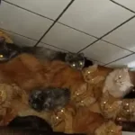 mais-de-400-gatos-doentes-sao-encontrados-em-apartamento-em-sc