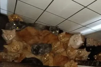 mais-de-400-gatos-doentes-sao-encontrados-em-apartamento-em-sc