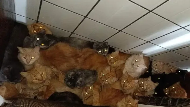 mais-de-400-gatos-doentes-sao-encontrados-em-apartamento-em-sc