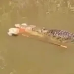 cenas-fortes:-video-mostra-mulher-sendo-morta-por-crocodilo-de-4-metros-na-indonesia