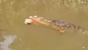 cenas-fortes:-video-mostra-mulher-sendo-morta-por-crocodilo-de-4-metros-na-indonesia