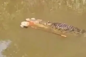 cenas-fortes:-video-mostra-mulher-sendo-morta-por-crocodilo-de-4-metros-na-indonesia
