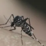em-epidemia-de-dengue,-taubate-confirma-quinta-morte-pela-doenca;-vitima-e-mulher-de-56-anos-–-g1