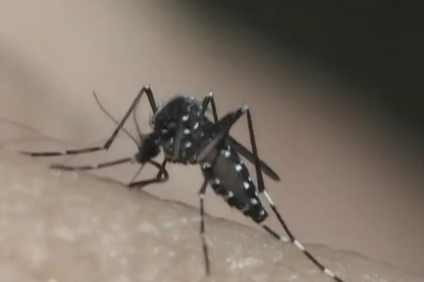 em-epidemia-de-dengue,-taubate-confirma-quinta-morte-pela-doenca;-vitima-e-mulher-de-56-anos-–-g1