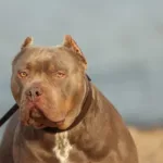 deputado-propoe-focinheira-obrigatoria-para-pitbulls-em-goias