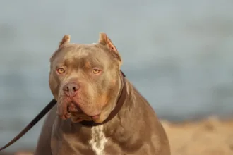 deputado-propoe-focinheira-obrigatoria-para-pitbulls-em-goias