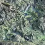 crosta-verde-cobre-ribeirao-sao-jeronimo-e-afasta-pescadores-no-noroeste-paulista