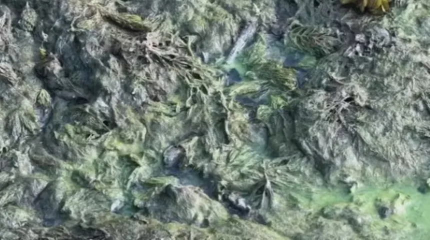 crosta-verde-cobre-ribeirao-sao-jeronimo-e-afasta-pescadores-no-noroeste-paulista