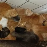 idosa-que-vivia-com-400-gatos-em-apartamento-passara-por-avaliacao-psicossocial
