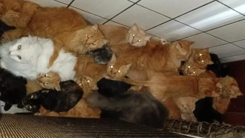 idosa-que-vivia-com-400-gatos-em-apartamento-passara-por-avaliacao-psicossocial