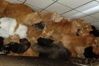 o-que-se-sabe-sobre-o-apartamento-com-mais-de-400-gatos-em-sc