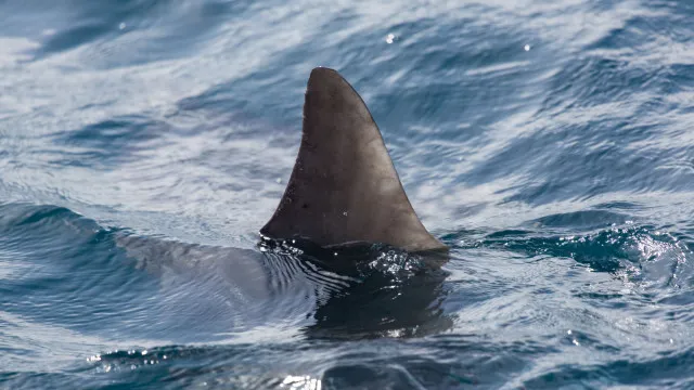 mulher-perde-uma-perna-apos-ser-mordida-por-tubarao-em-praia-de-boa-viagem,-no-recife
