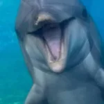 golfinha-dottie-morre-aos-39-anos-no-seaworld-san-diego