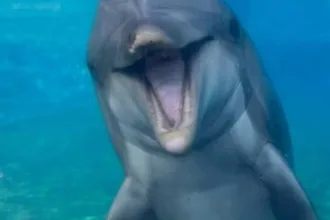 golfinha-dottie-morre-aos-39-anos-no-seaworld-san-diego