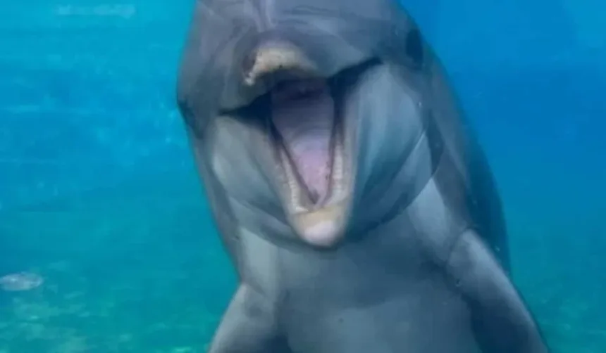 golfinha-dottie-morre-aos-39-anos-no-seaworld-san-diego