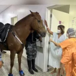 cavalos-da-pm-visitam-hospital-em-aparecida-e-ajudam-na-recuperacao-de-pacientes