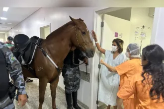 cavalos-da-pm-visitam-hospital-em-aparecida-e-ajudam-na-recuperacao-de-pacientes