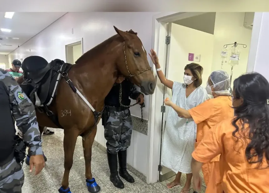 cavalos-da-pm-visitam-hospital-em-aparecida-e-ajudam-na-recuperacao-de-pacientes