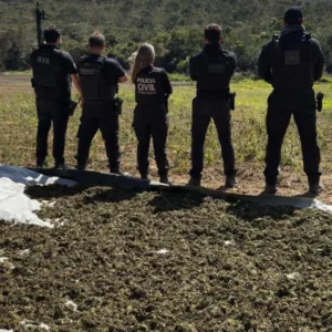 policia-civil-descobre-plantio-de-20-mil-pes-de-maconha-no-norte-de-minas-–-estado-de-minas