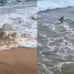 praia-com-tubaroes-em-fernando-de-noronha-viraliza-apos-ataques-em-pe.-veja-video