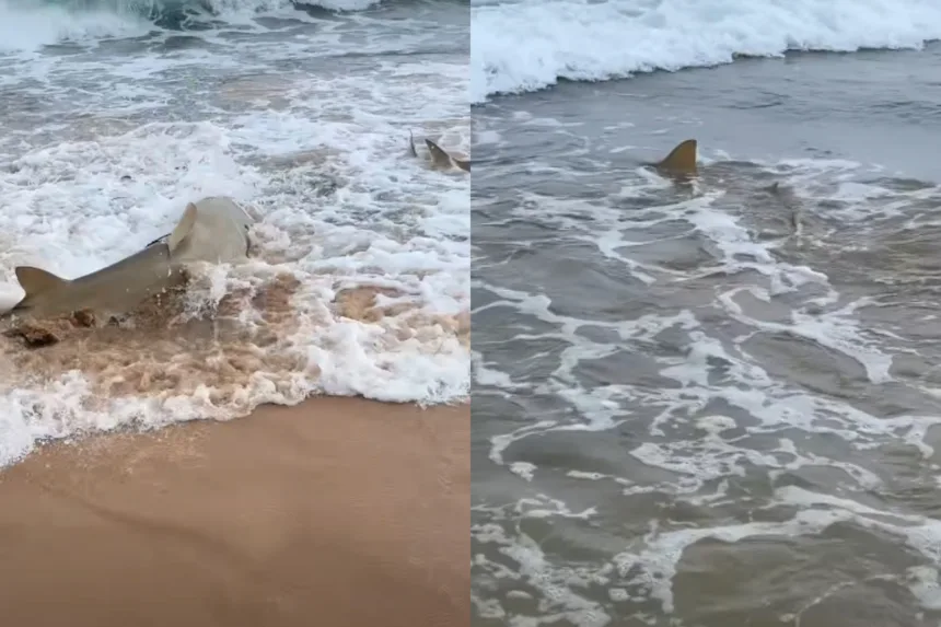 praia-com-tubaroes-em-fernando-de-noronha-viraliza-apos-ataques-em-pe.-veja-video