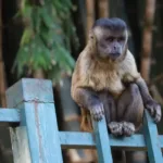pratica-de-alimentar-animais-silvestres-aumenta-chance-de-ataques,-alerta-saude;-goiania-registra-12-casos-em-2026