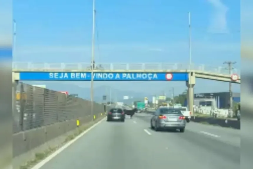 boi-invade-rodovia,-causa-confusao-e-mobiliza-motoristas-em-sc