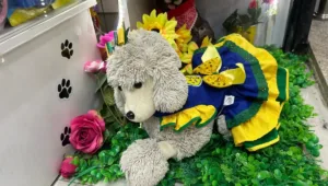 copa-movimenta-ate-mercado-para-pets-em-goiania;-veja-opcoes