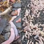 praia-na-argentina-e-coberta-por-milhares-de-‘peixes-penis’-de-25-cm;-video