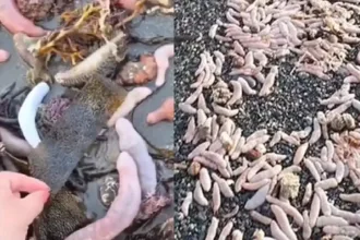 praia-na-argentina-e-coberta-por-milhares-de-‘peixes-penis’-de-25-cm;-video