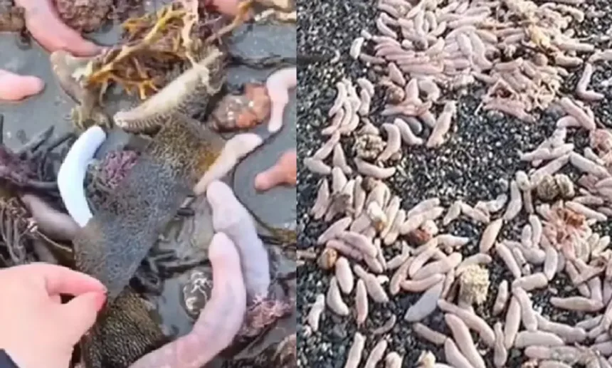 praia-na-argentina-e-coberta-por-milhares-de-‘peixes-penis’-de-25-cm;-video
