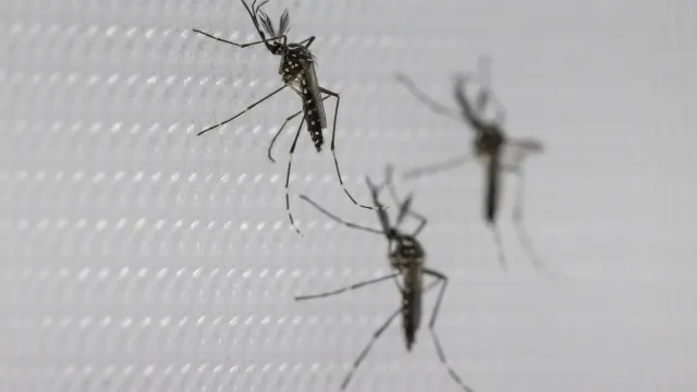 Vacina da dengue do Butantan suspensa pelo SUS