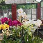 feira-de-orquideas-movimenta-goiania-e-oferece-curso-gratuito-no-bosque-dos-buritis-neste-sabado-(13)