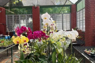feira-de-orquideas-movimenta-goiania-e-oferece-curso-gratuito-no-bosque-dos-buritis-neste-sabado-(13)