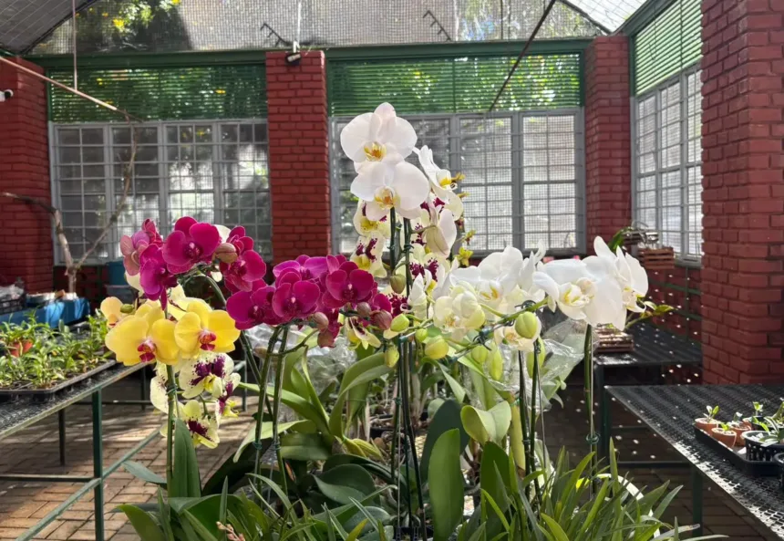 feira-de-orquideas-movimenta-goiania-e-oferece-curso-gratuito-no-bosque-dos-buritis-neste-sabado-(13)