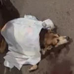 cachorro-morre-apos-ser-atropelado-por-onibus-em-cidade-ocidental;-“e-apenas-um-cachorro”