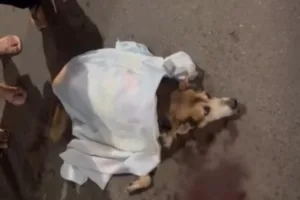 cachorro-morre-apos-ser-atropelado-por-onibus-em-cidade-ocidental;-“e-apenas-um-cachorro”
