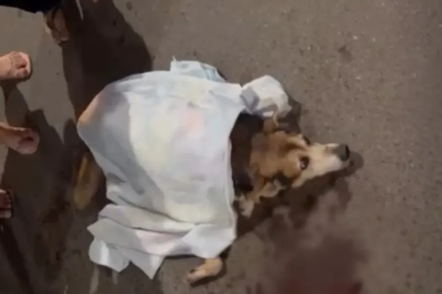 cachorro-morre-apos-ser-atropelado-por-onibus-em-cidade-ocidental;-“e-apenas-um-cachorro”
