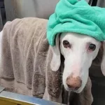 cachorro-gumby-foge-11-vezes-de-lares-adotivos-e-revela-laco-especial-com-abrigo-que-o-salvou