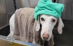 cachorro-gumby-foge-11-vezes-de-lares-adotivos-e-revela-laco-especial-com-abrigo-que-o-salvou
