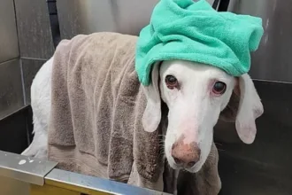 cachorro-gumby-foge-11-vezes-de-lares-adotivos-e-revela-laco-especial-com-abrigo-que-o-salvou