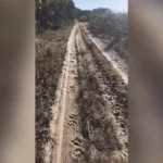 goiano-encontra-pegadas-de-oncas-perto-de-acampamento-de-pesca-no-mato-grosso:-‘situacao-tensa’;-video