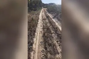goiano-encontra-pegadas-de-oncas-perto-de-acampamento-de-pesca-no-mato-grosso:-‘situacao-tensa’;-video