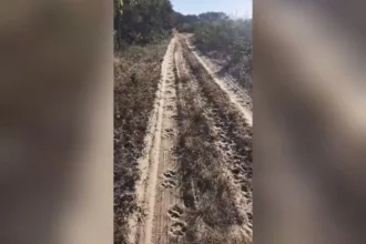 goiano-encontra-pegadas-de-oncas-perto-de-acampamento-de-pesca-no-mato-grosso:-‘situacao-tensa’;-video