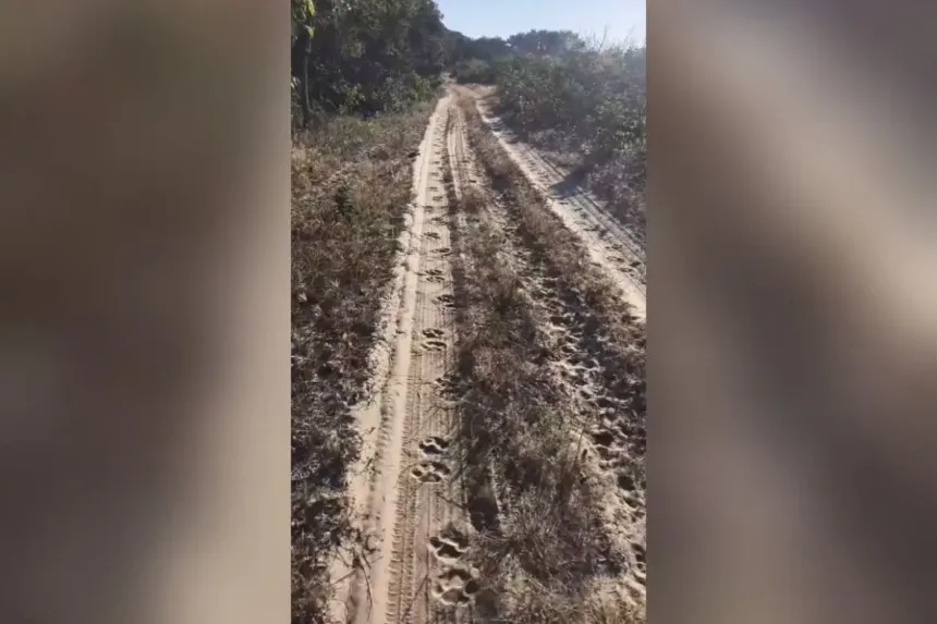 goiano-encontra-pegadas-de-oncas-perto-de-acampamento-de-pesca-no-mato-grosso:-‘situacao-tensa’;-video