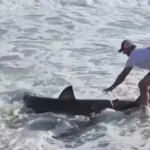 brasileiro-filma-pescador-em-nantucket-liberando-tubarao-branco-de-2-metros-de-volta-ao-oceano